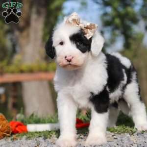 Carla, Sheepadoodle Puppy